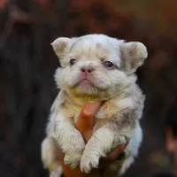 Snow white, a female French Bulldog for sale in Temecula, CA – Photo 2 of 4