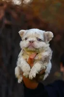 Snow white, a female French Bulldog for sale in Temecula, CA – Photo 2 of 4