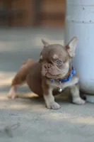Nugget , a male French Bulldog for sale in Temecula, CA – 1 of 3