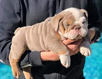 English bulldog, a female English Bulldog for sale in Temecula, CA – 1 of 1