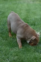 Katana, a female English Bulldog for sale in Temecula, CA – 3 of 3