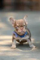 Nugget , a male French Bulldog for sale in Temecula, CA – 2 of 3