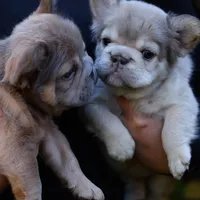Mr fluffy , a male French Bulldog for sale in Temecula, CA – 1 of 1
