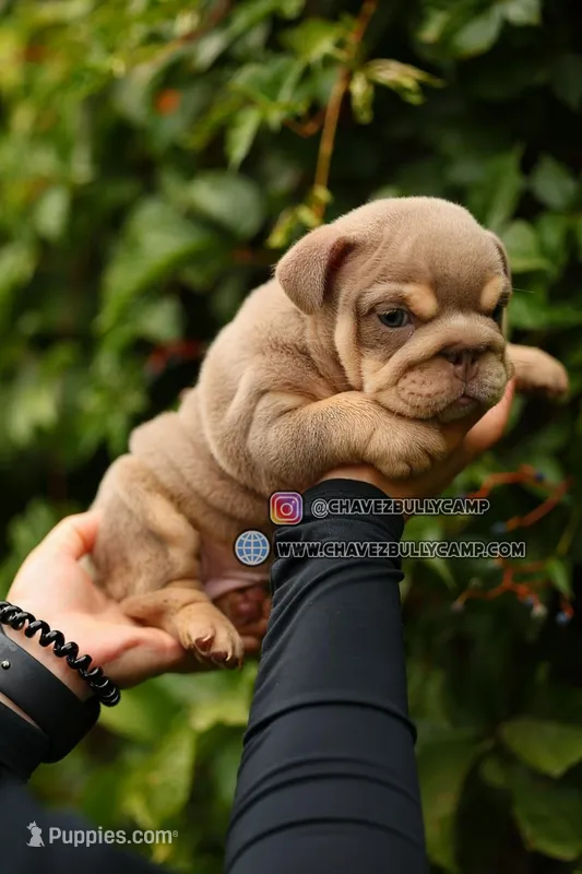 Velvet – English Bulldog puppy for sale in Temecula, CA