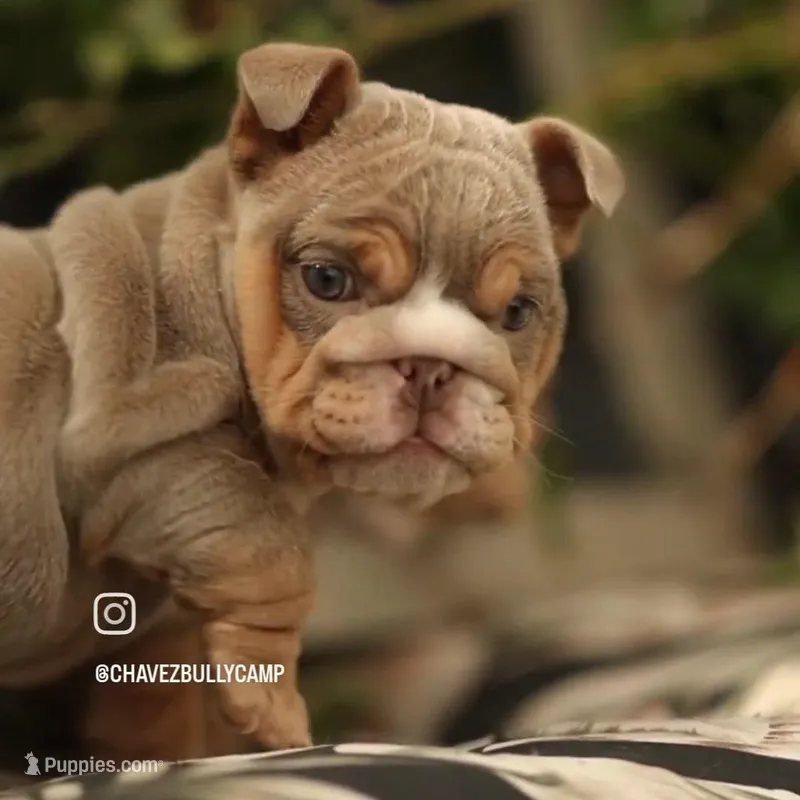 Lollipop – English Bulldog puppy for sale in Temecula, CA