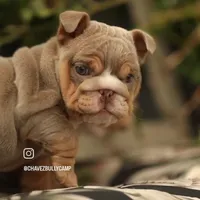 Lollipop, a female English Bulldog for sale in Temecula, CA – 1 of 1
