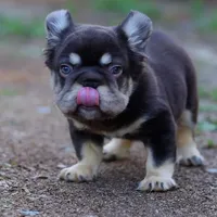 Teddy, a male French Bulldog for sale in Temecula, CA – Photo 6 of 7