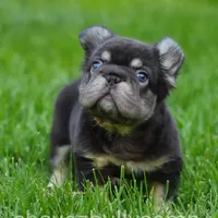 Teddy, a male French Bulldog for sale in Temecula, CA – Photo 3 of 7