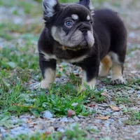 Teddy, a male French Bulldog for sale in Temecula, CA – Photo 7 of 7