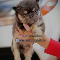 Teddy, a male French Bulldog for sale in Temecula, CA – Photo 1 of 7