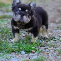 Teddy, a male French Bulldog for sale in Temecula, CA – Photo 5 of 7