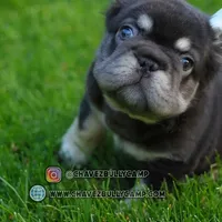 Teddy, a male French Bulldog for sale in Temecula, CA – Photo 4 of 7