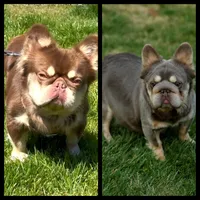 Teddy, a male French Bulldog for sale in Temecula, CA – Photo 2 of 7