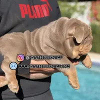 Max, a male English Bulldog for sale in Temecula, CA – Photo 1 of 2