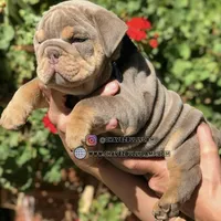 Max, a male English Bulldog for sale in Temecula, CA – Photo 2 of 2