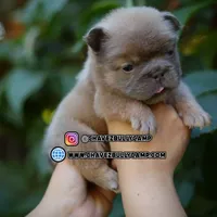 Prada, a female French Bulldog for sale in Temecula, CA – Photo 6 of 9