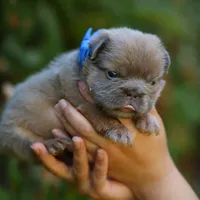 Prada, a female French Bulldog for sale in Temecula, CA – Photo 7 of 9