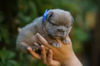 Prada, a female French Bulldog for sale in Temecula, CA – Photo 7 of 9