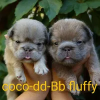 Prada, a female French Bulldog for sale in Temecula, CA – Photo 3 of 9