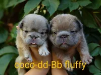 Prada, a female French Bulldog for sale in Temecula, CA – Photo 3 of 9