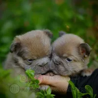 Prada, a female French Bulldog for sale in Temecula, CA – Photo 2 of 9