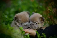 Prada, a female French Bulldog for sale in Temecula, CA – Photo 2 of 9