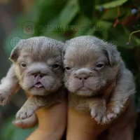 Prada, a female French Bulldog for sale in Temecula, CA – Photo 8 of 9