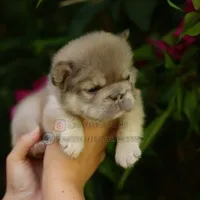 Prada, a female French Bulldog for sale in Temecula, CA – Photo 9 of 9