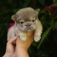 Prada, a female French Bulldog for sale in Temecula, CA – Photo 1 of 9