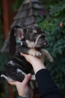 Peanut, a male French Bulldog for sale in Temecula, CA – Photo 9 of 9