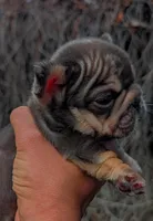 Peanut, a male French Bulldog for sale in Temecula, CA – Photo 2 of 2