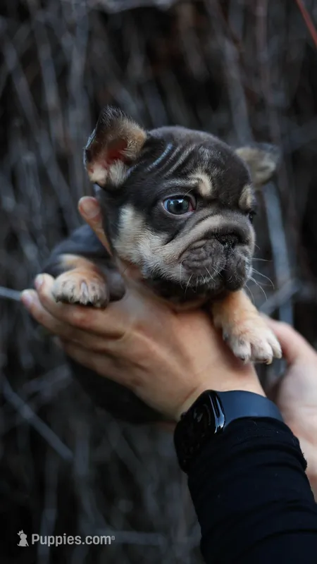 Peanut – French Bulldog puppy for sale in Temecula, CA