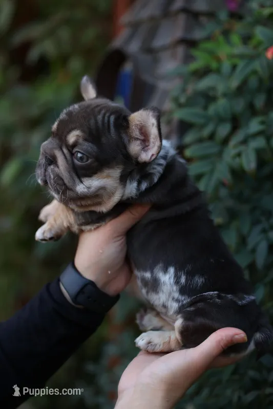 Peanut – French Bulldog puppy for sale in Temecula, CA