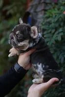 Peanut, a male French Bulldog for sale in Temecula, CA – Photo 2 of 9