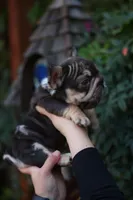 Peanut, a male French Bulldog for sale in Temecula, CA – Photo 8 of 9