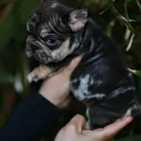 Peanut, a male French Bulldog for sale in Temecula, CA – Photo 3 of 9