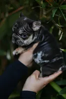 Peanut, a male French Bulldog for sale in Temecula, CA – Photo 1 of 2