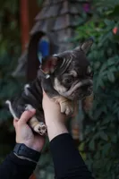 Peanut, a male French Bulldog for sale in Temecula, CA – Photo 7 of 9