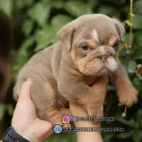 Lilly, a female English Bulldog for sale in Temecula, CA – Photo 2 of 2