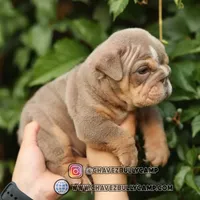 Lilly, a female English Bulldog for sale in Temecula, CA – Photo 1 of 2