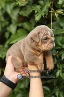 Lilly, a female English Bulldog for sale in Temecula, CA – Photo 1 of 2