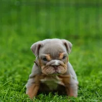 Goldilocks, a female English Bulldog for sale in Temecula, CA – Photo 2 of 5