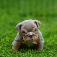 Goldilocks, a female English Bulldog for sale in Temecula, CA – Photo 1 of 5