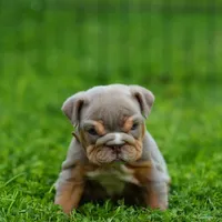 Goldilocks, a female English Bulldog for sale in Temecula, CA – Photo 4 of 5