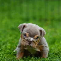 Goldilocks, a female English Bulldog for sale in Temecula, CA – Photo 3 of 5