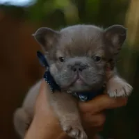 Fluffy, a male French Bulldog for sale in Temecula, CA – Photo 2 of 3