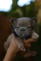 Fluffy, a male French Bulldog for sale in Temecula, CA – Photo 2 of 3