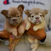 Fluffy, a male French Bulldog for sale in Temecula, CA – Photo 1 of 3