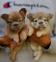 Fluffy, a male French Bulldog for sale in Temecula, CA – Photo 1 of 3