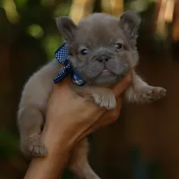 Fluffy, a male French Bulldog for sale in Temecula, CA – Photo 3 of 3